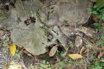 tronco troncato by criBo