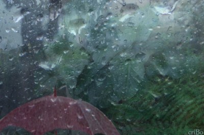 ombrello e foresta pluviale - by criBo