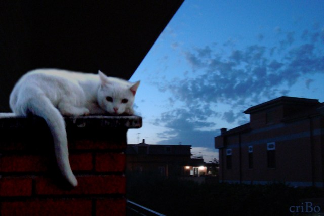 gatto di notte - by criBo