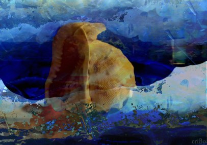 conchiglia - by criBo