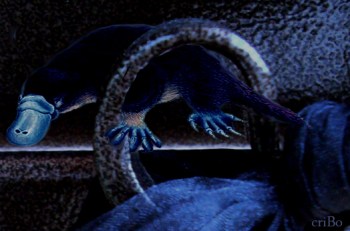 ornitorinco -by criBo