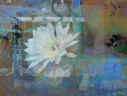 fiorebianco - by criBo