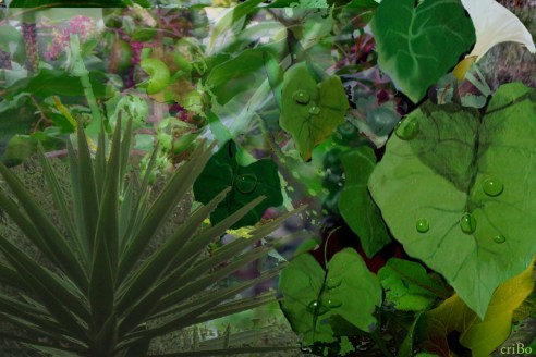 omaggio a Rousseau - mix foto e dipinti by criBo